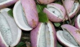 网红小姐姐吃八月瓜视频,美味与挑战并存！